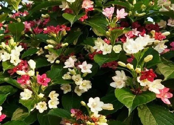 开花时间|锦带花什么时候开花 花期在几月份