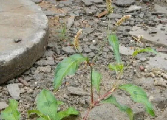 植物百科|蓼叶是什么植物类别