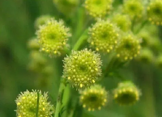植物百科|青蒿生长在什么地方
