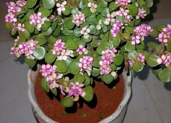 植物寓意|金枝玉叶的寓意和象征风水