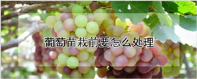 葡萄苗栽前要怎么处理 | 养殖技术