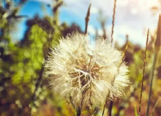 花卉风水|十大不吉利花排行榜（风水中家里坚决不能养的花）