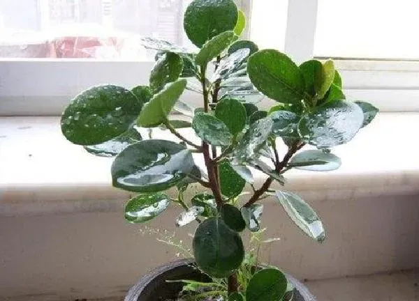 植物浇水|橡皮树多久浇一次水比较好 需要多浇水吗