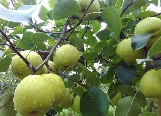 果实成熟|砀山梨什么季节成熟上市