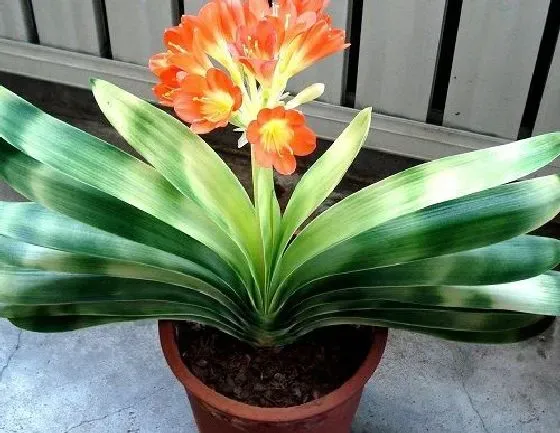 夏天植物|君子兰夏天怎么养护 夏季养殖方法