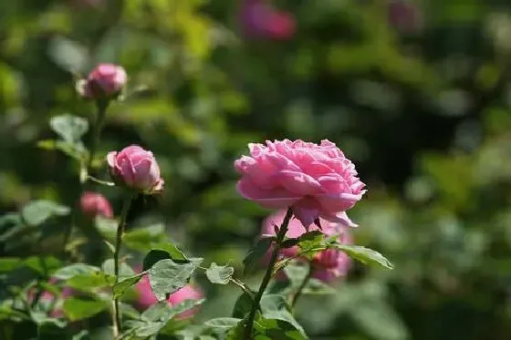 开花时间|蔷薇什么季节开花 开花月份