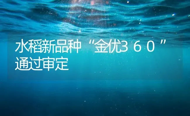 水稻新品种“金优360”通过审定 | 粮油作物种植