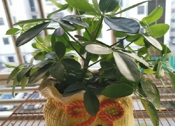 植物浇水|鸭掌木多久浇一次水