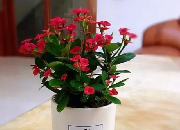 植物移栽|刺梅什么时候换盆好