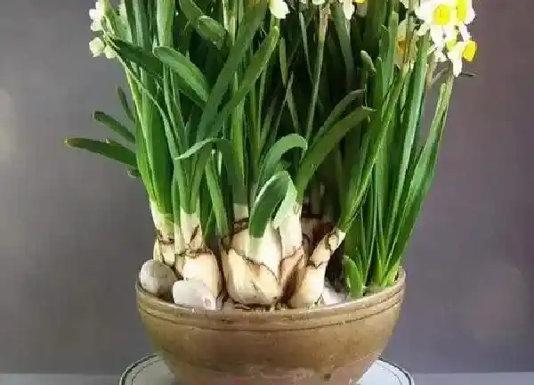 养殖方法|水仙球怎么水培养殖方法