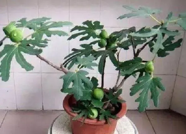 植物移栽|无花果冬天能移栽吗 冬季移栽能活吗