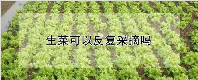 生菜可以反复采摘吗 | 耕种资料