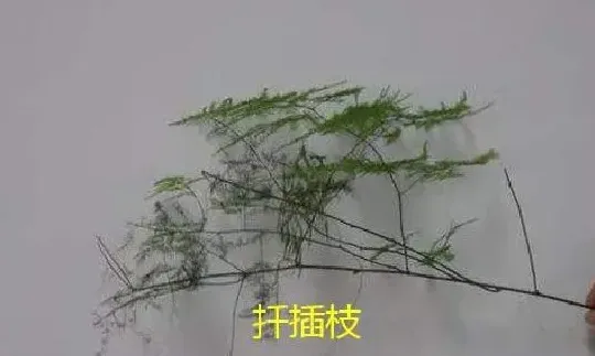 植物扦插|文竹常用的几种繁殖方法（文竹怎么繁殖需要注意什么）