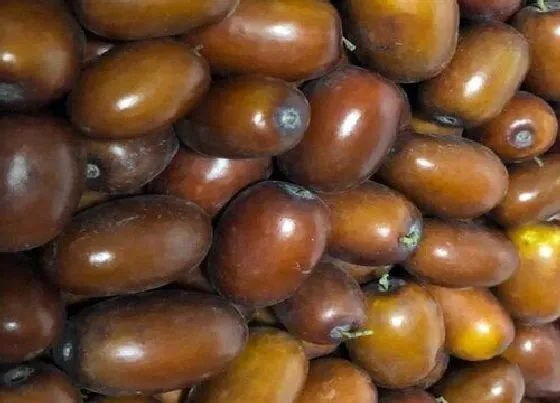 果实科普|红枣是碳水化合物吗