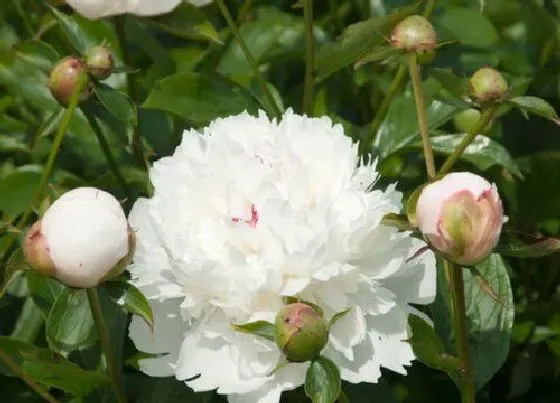 花朵|芍药花的特点