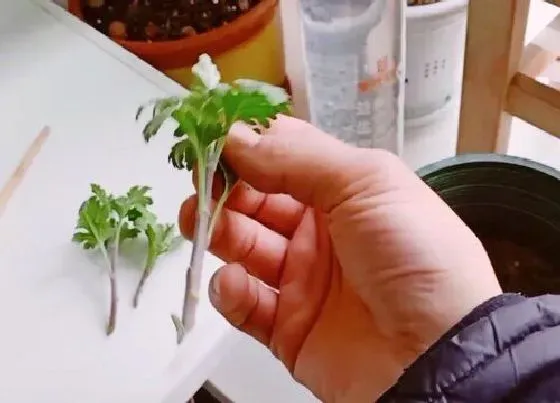 植物播种|蓝目菊什么时候播种