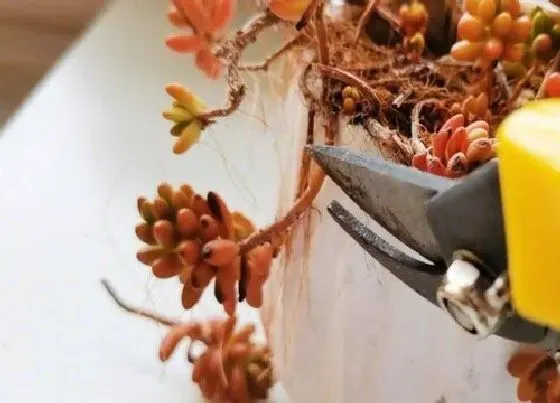 植物修剪|多肉虹之玉怎么修剪方法