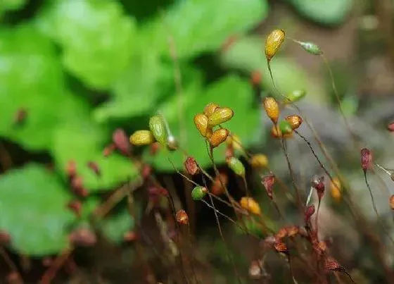 植物种类|葫芦藓是裸子植物吗