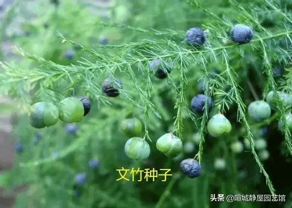 植物扦插|文竹常用的几种繁殖方法（文竹怎么繁殖需要注意什么）