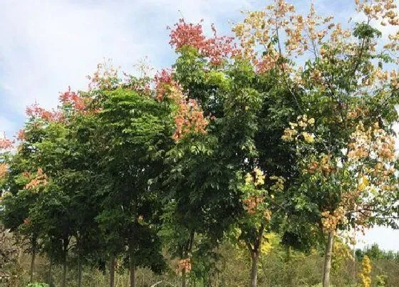 习性特点|黄山栾树和栾树区别