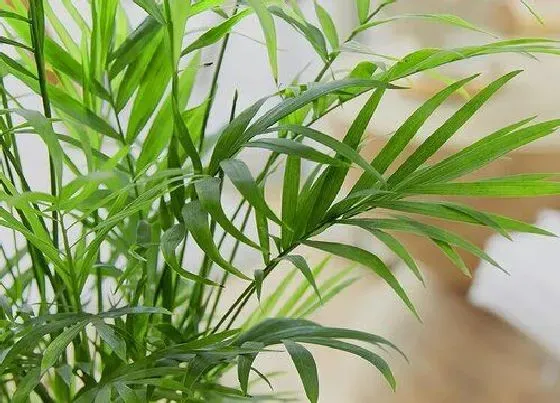 种植位置|凤尾竹可以种在院子里吗