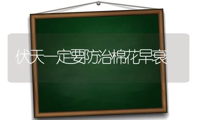 伏天一定要防治棉花早衰 | 粮油作物种植