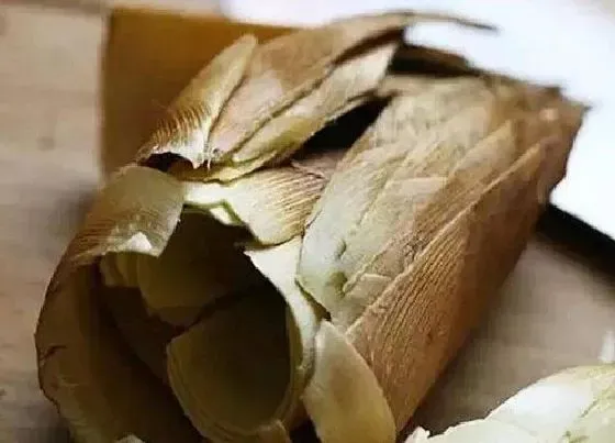 植物施肥|竹笋壳可以做肥料吗