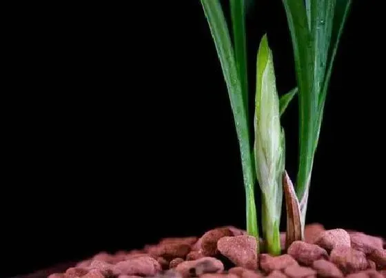 植物播种|兰花什么时候播种合适