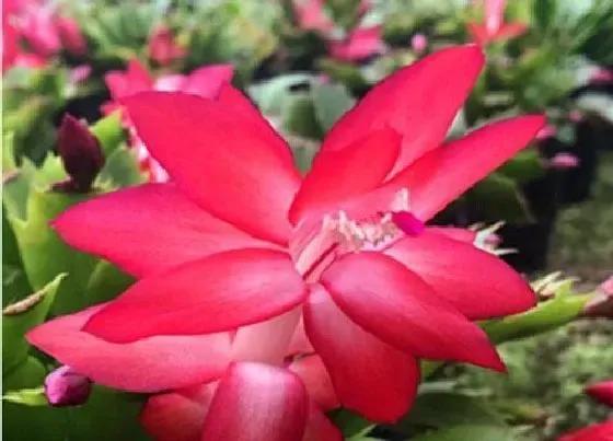 开花时间|仙指兰一年开几次花