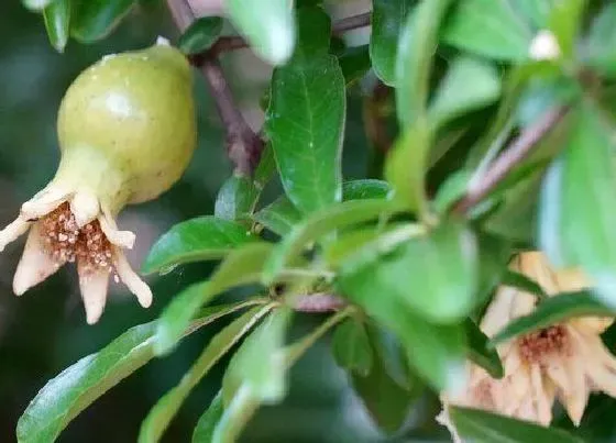 花期|白石榴树一年开几次花