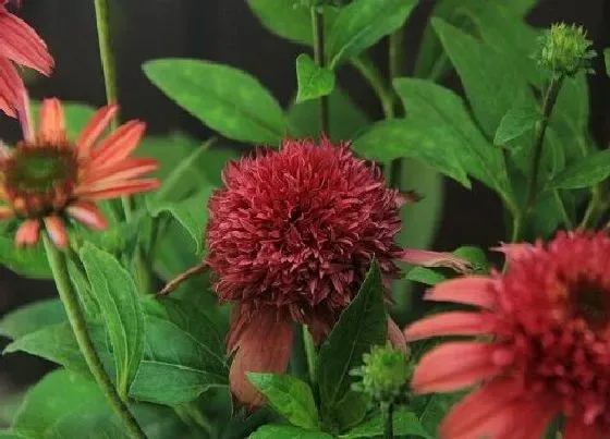 花期|松果菊一年开几次花