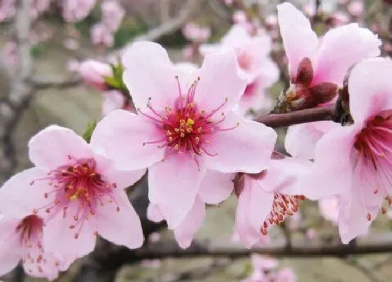 植物百科|桃花生长在什么地方