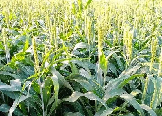 植物百科|高丹草是多年生还是一年生牧草