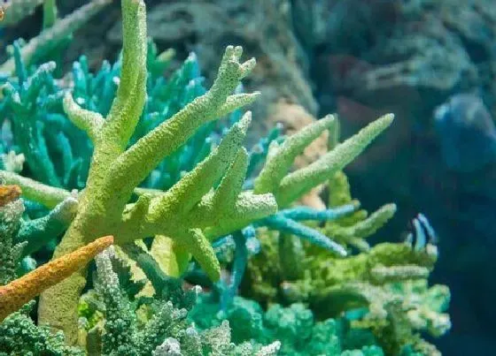 植物种类|藻类是植物吗 属于原生物界物种