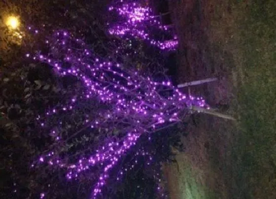 植物排行|发光植物有哪些