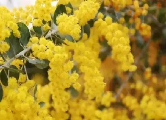 植物百科|合欢花有几种颜色 开的花是什么颜色的