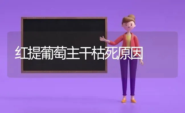 红提葡萄主干枯死原因 | 瓜果种植