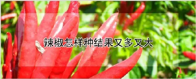 辣椒怎样种结果又多又大 | 农业技术