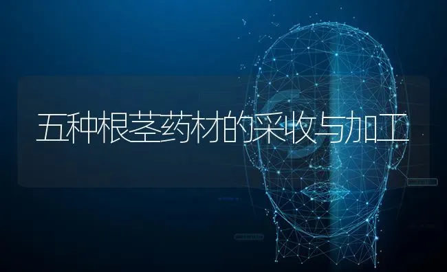五种根茎药材的采收与加工 | 药材种植