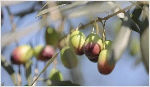 橄榄的种植时间和种植方法介绍 | 农业技术