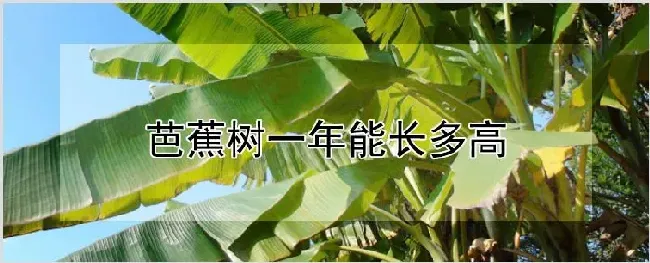 芭蕉树一年能长多高 | 农业科普