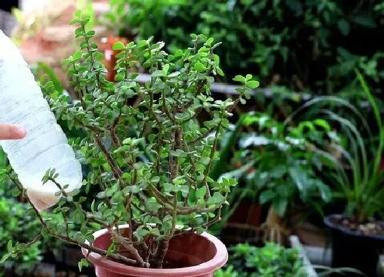 植物施肥|金枝玉叶浇什么肥料合适