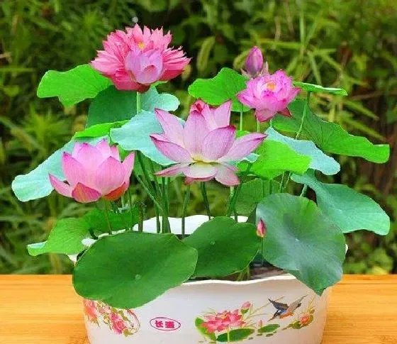 风水百科|家里为什么不能养碗莲
