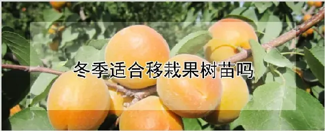 冬季适合移栽果树苗吗 | 种植技术