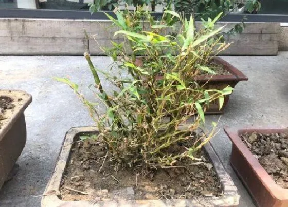 种植土壤|竹子适合什么土壤种植