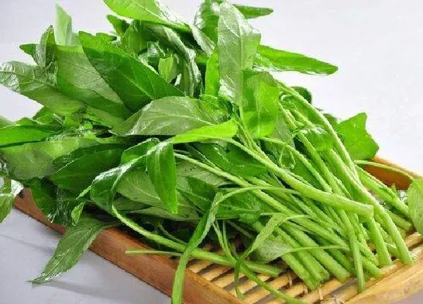 养殖方法|空心菜可以水培吗 水培空心菜的种植方法