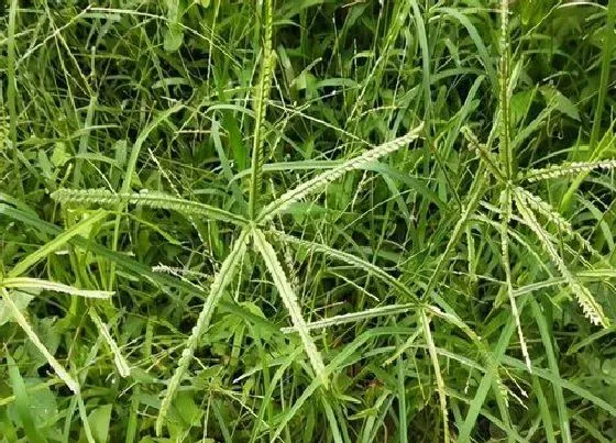 植物百科|牛筋草是什么植物