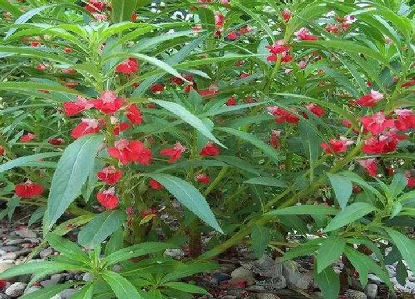 植物浇水|凤仙花几天浇一次水 春夏秋冬各不同