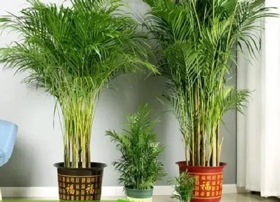 植物繁殖|凤尾竹怎么繁殖方法和注意事项