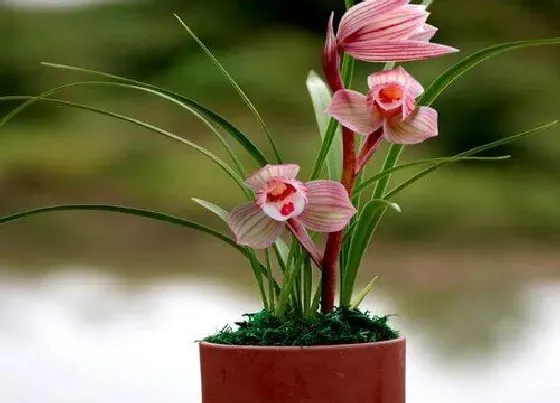 种植土壤|春兰用什么土栽培最好